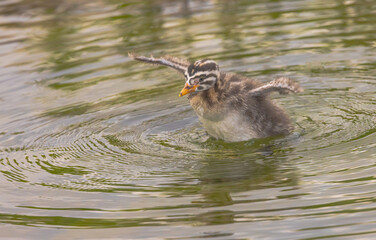 Young Grebe Discovers Its Wings