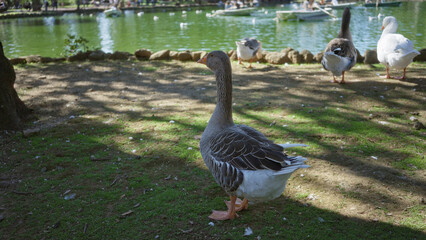 Goose standing near lake with sunlight, grass, boats, and trees, surrounded by park setting showcasing nature, water, and outdoor elements.