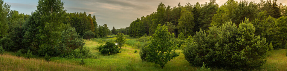 summer woodland landscape. dense coniferous forests with a marshy meadow overgrown with lush grass between them in warm evening light. widescreen panoramic side view in 20x5 format