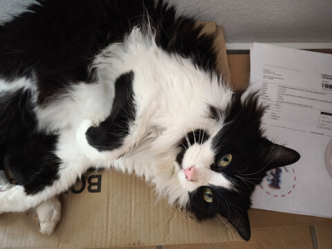 Ragamuffin cat lies on the new package next to the delivery note