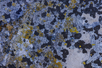 Map Lichens (Rhizocarpon)