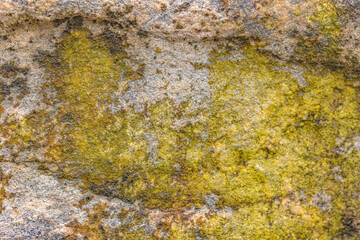Variety Of Lichens On Stone
