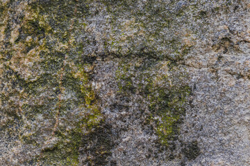 Variety Of Lichens On Stone