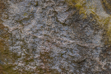 Variety Of Lichens On Stone