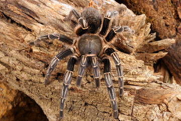 Zebra Tarantula (Aphonopelma seemani) in a natural setting.