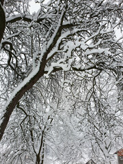 old tree under white snow - cold winter