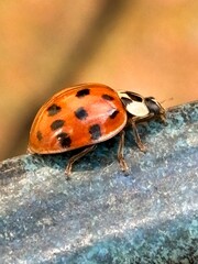 Fototapeta premium ladybug on a leaf