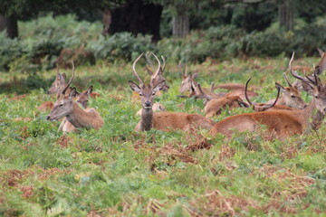 deer in the woods