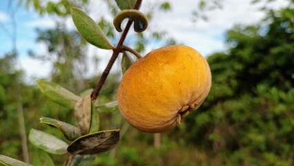 Eugenia Sellowianna, fruit tree from the Brazilian Cerrado, Uvai sour