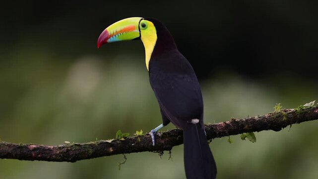A toucan in Costa Rica 