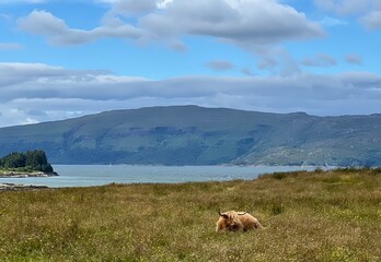 mountain landscape with cows in scotland 