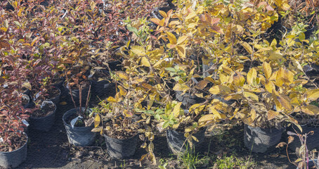 Row of potted plants with yellow leaves sit on the ground