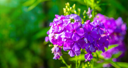 Phlox paniculata is growing in the country garden
