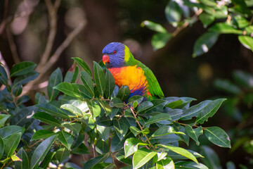 rainbow lorikeet parrot