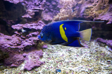 Sickle angelfish (Pomacanthus maculosus) Pomacanthidae