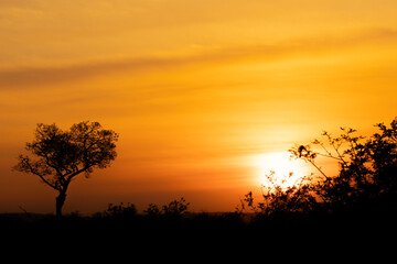 lever de soleil dans le Parc National Kruger, Afrique du Sud