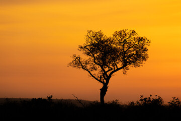 lever de soleil dans le Parc National Kruger, Afrique du Sud