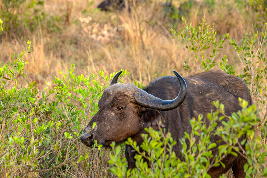buffle dans le Parc National Kruger, Afrique du Sud