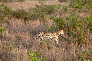 guépard dans le Parc National Kruger, Afrique du Sud