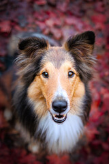 Young Shetland pure breed dog