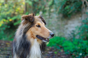 Young Shetland pure breed dog
