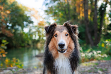 Young Shetland pure breed dog