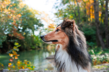 Young Shetland pure breed dog