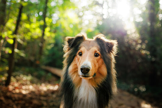 Young Shetland pure breed dog