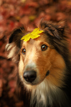 Young Shetland pure breed dog