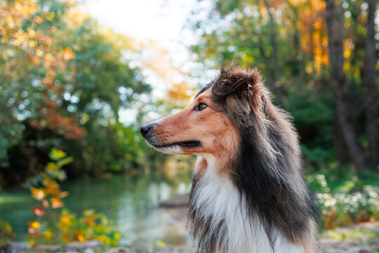 Young Shetland pure breed dog