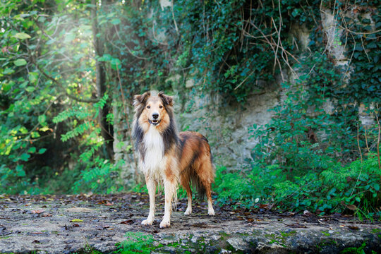 Young Shetland pure breed dog