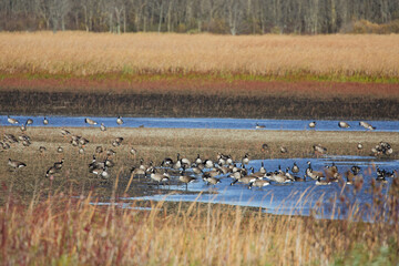 Migration Flock of geese. English name this species is Greater White-fronted Geese
