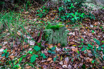 green moss on the ground