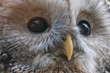 Whitish coat and eye detail.
