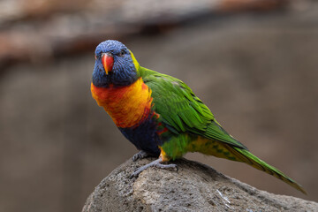 Lori mountain parrot on a rock.
