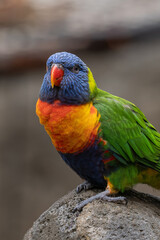 Lori mountain parrot on a rock.
