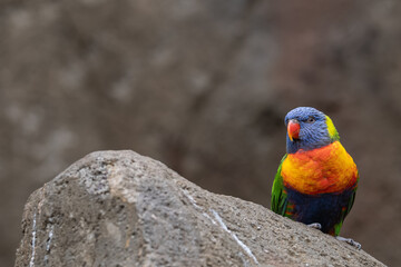 Lori mountain parrot on a rock.
