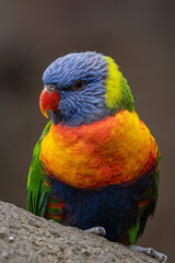 Lori mountain parrot on a rock.
