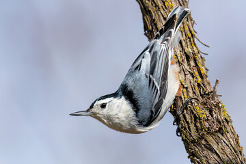 White-breasted Nuthatch (Sitta carolinensis)