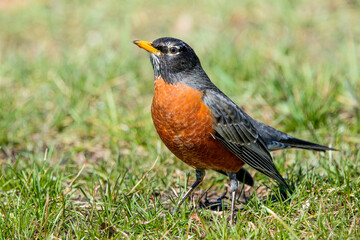 American Robin (Turdus migratorius)