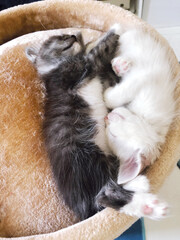 two cute kittens white and gray are sleeping cuddled next to each other. Yin yang energy