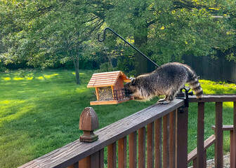 Raccoon eating corn out of a bird feeder © Chad