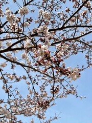 cherry blossom 