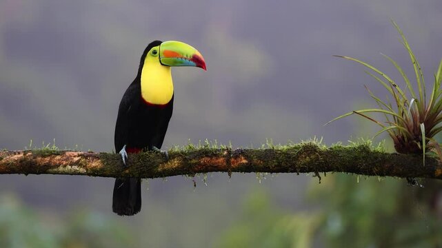 A toucan in Costa Rica 