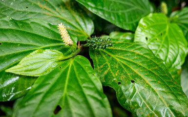 Tropical plants flowers southeast asia jungle lush green rich