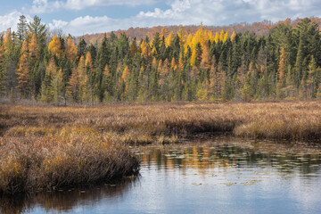 Golden tamarack trees in a mixed forest of autumn leaves in Spruce Bog Algonquin Park in late...