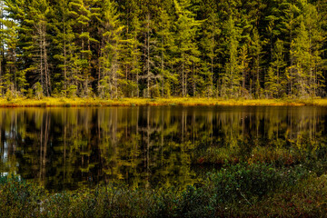 With the bog plants in the shaded foreground, the further shoreline reflects in calm afternoon surface water of Devils Lake near Boulder Junction, Wisconsin