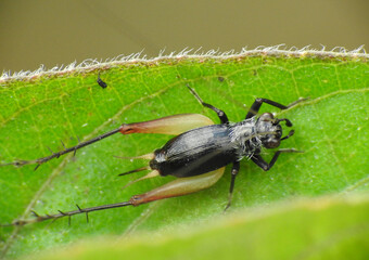 Small black cricket on the leaf