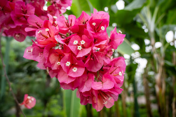 branch with red tropical flowers on green trees background