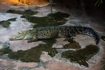 Saltwater crocodile (Crocodylus porosus) on the bank of a reservoir